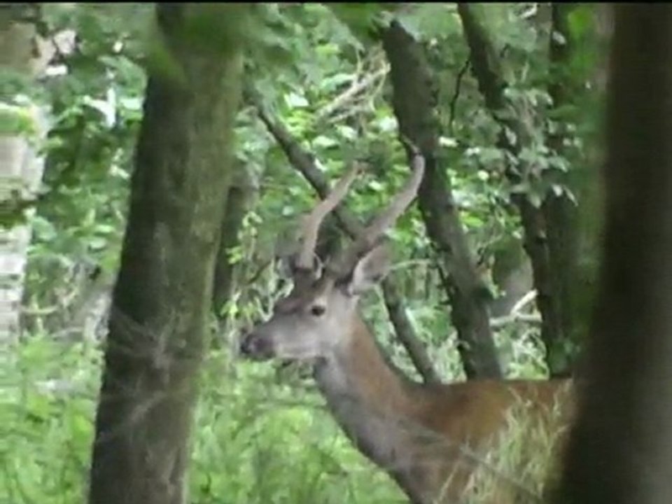 daguet et beau cerf 12 cors forêt de Mormal juillet 2011