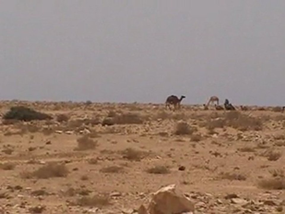 301-08. kamele westsahara