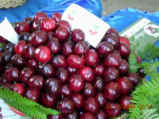 Festa della Ciliegia Chiaiano Napoli14_06_08