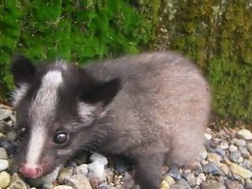 被災地で誕生したハクビシンの赤ちゃん