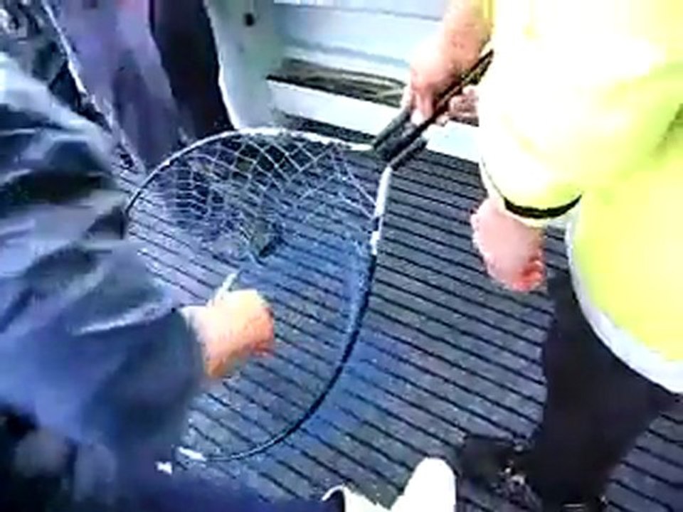 Jigging Fishing Charters in Sydney Video 1-by Sealord Fishing Charters Sydney