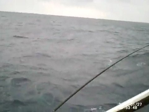 Whale Watching Sydney- By Sealord Fishing Charters Sydney