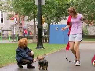 12 - Dog Thieves Prank