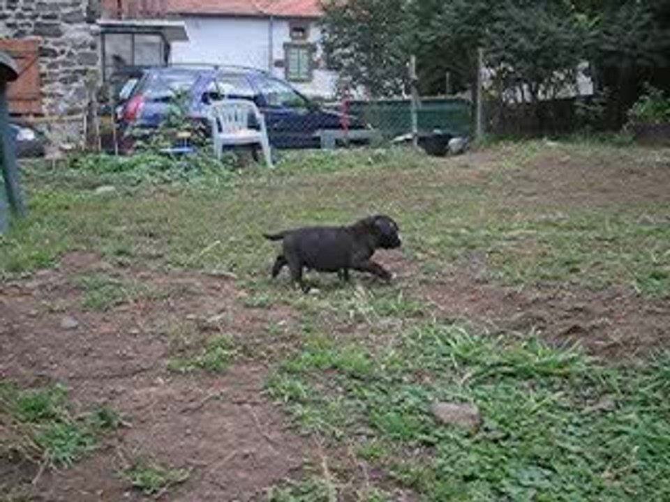 Vidéo de BALOO 2