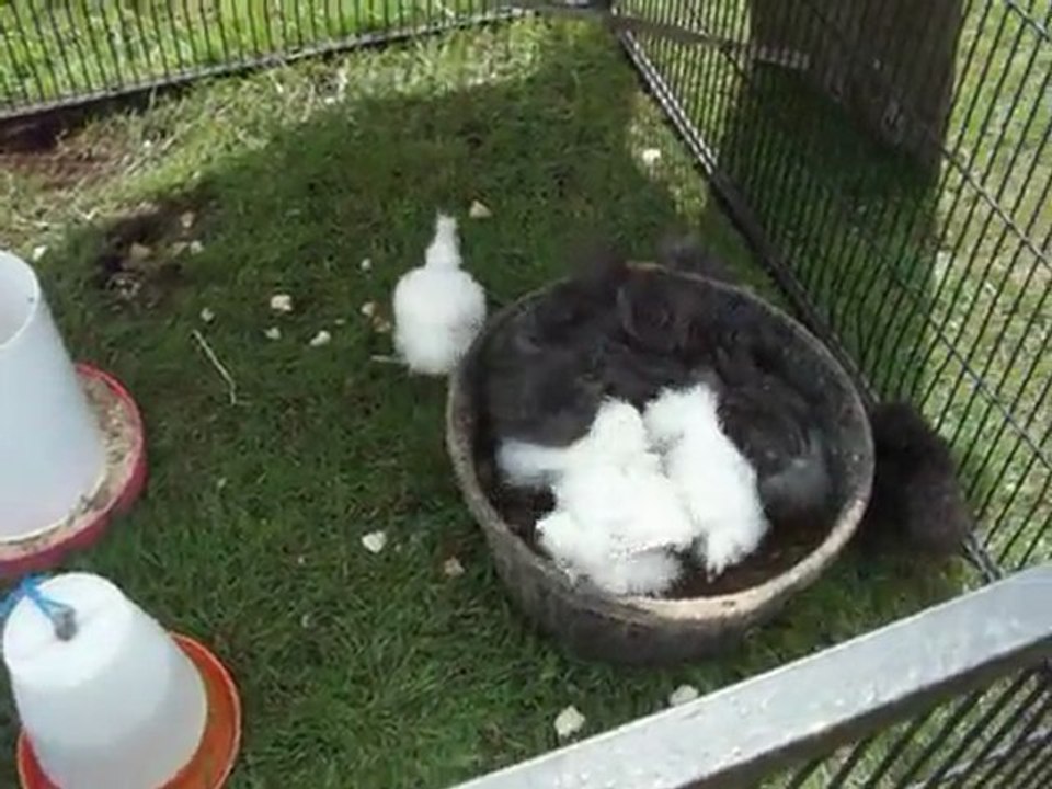 Poussins bain de sable