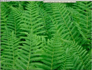 My First Journey in Pop Music