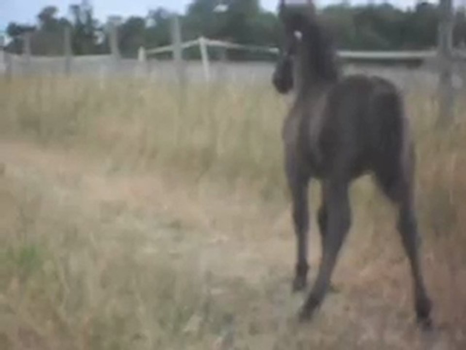 Pouliche Shetland X Mérens 1,5 mois; Balade 7) 08/07/2011. SDC11073