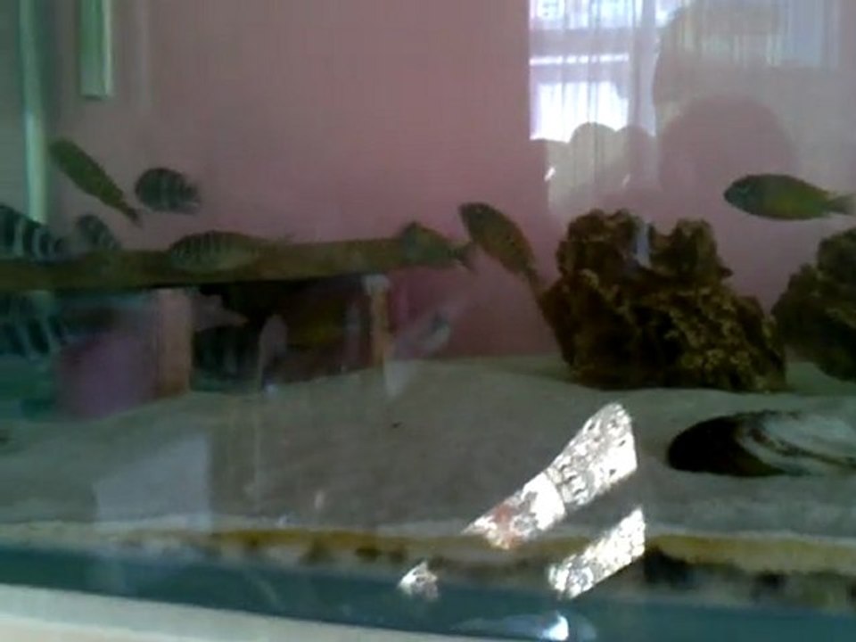 F1 tropheus ilangi yellow