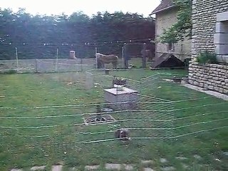 Ce serait " cool " de pouvoir " croquer " dans le chat ! LOL !