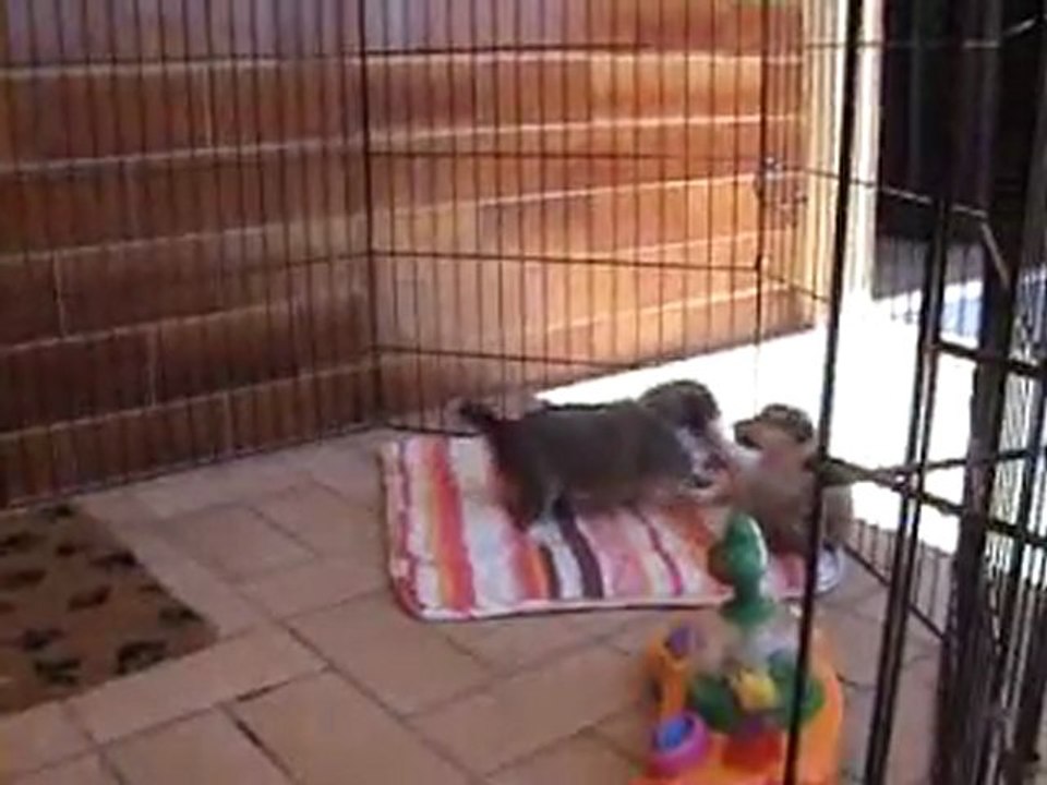 BEBES CANNELLE 26eme jours