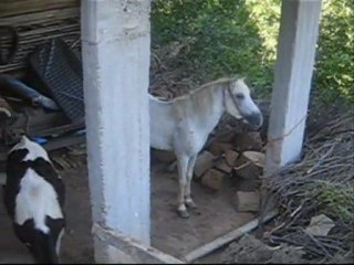 Dedemli Köyü 3 Temmuz 2011