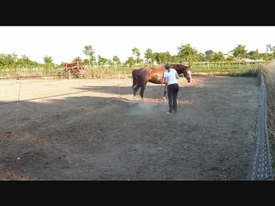 Emilio travail licol juin 2011