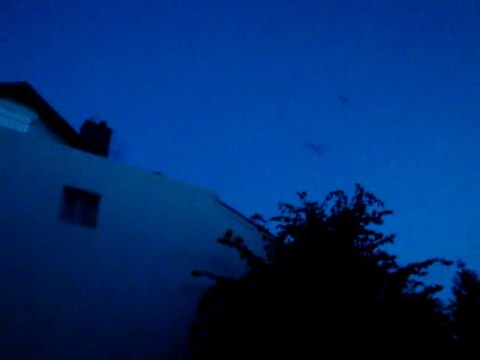 Le ballet des chauves souris