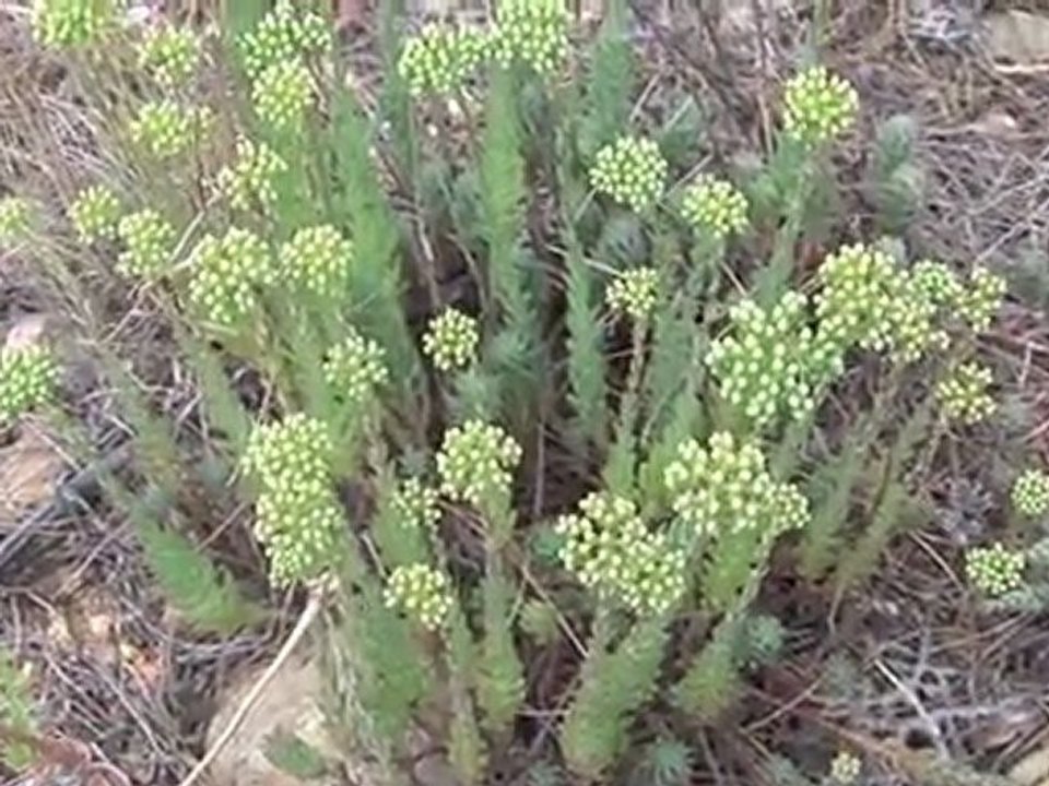 Les herbes de la St Jean n°1