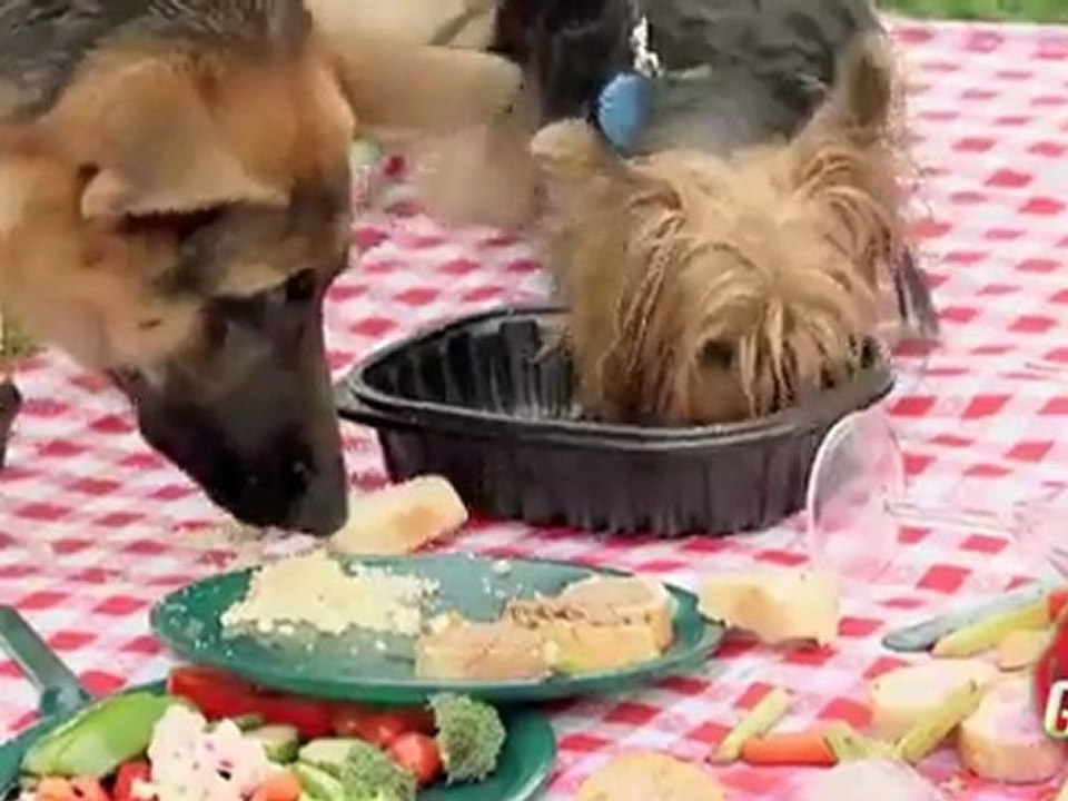 31 - Dogs Eat Picnic Prank