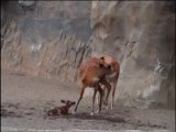 Bioparc Valencia - Cría de sitatunga recién nacida 01/07/2011