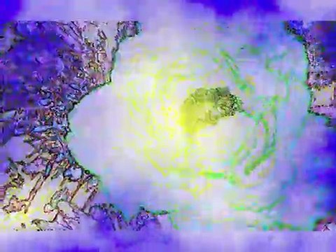 Danse lumineuse des fleurs de nuées ...