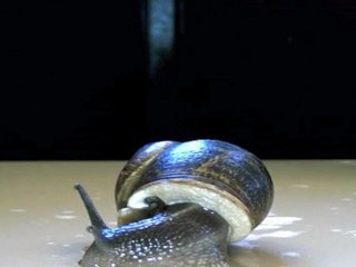 Mouvements respiratoires de l'escargot