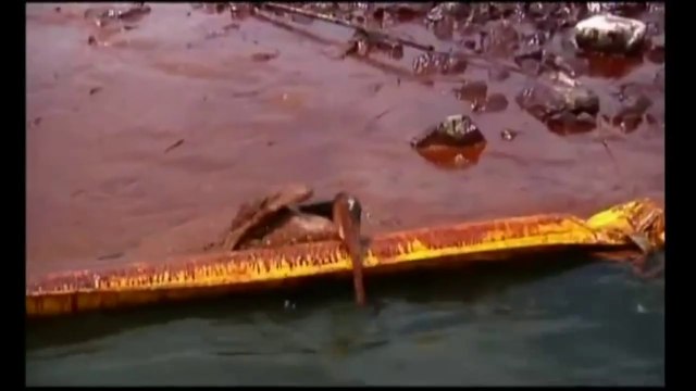 Golfo del Messico - I pellicani neri di petrolio in Louisiana