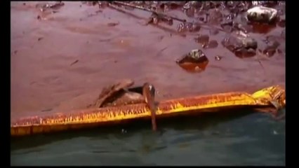 Golfo del Messico - I pellicani neri di petrolio in Louisiana