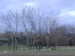 Icaro TV: I gabbiani del parco Marecchia di Rimini