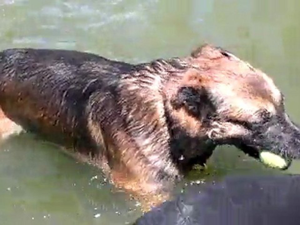 Arès à 1 an enfin il ose aller où il n' a pas pied bravo mon bonhomme (1)
