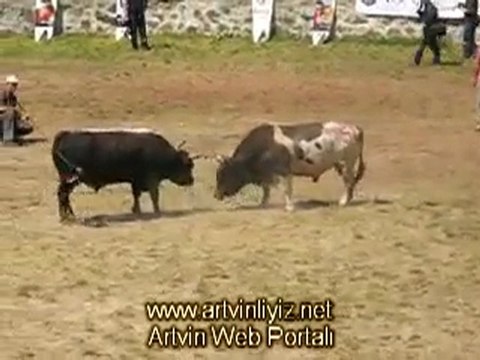 Kafkasör Boğa Güreşleri 2011-Küçük Orta Kategorisi Final Güreşi