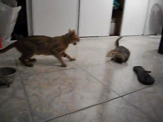 Chatte qui attaque ses  petits...