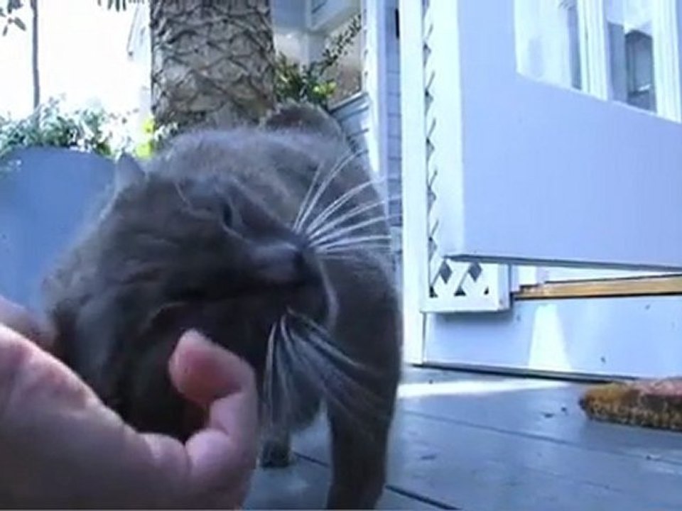 Owain Yeoman, Vegan TV Star