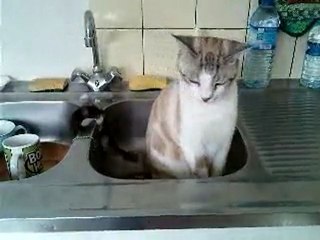 Norman, le roi de l'évier.....lol