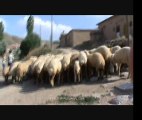 Koyunlar Yukari Mahalle, Köy icerden