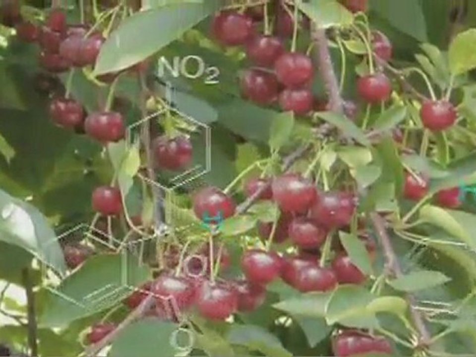 NuTru Vegan Supplements