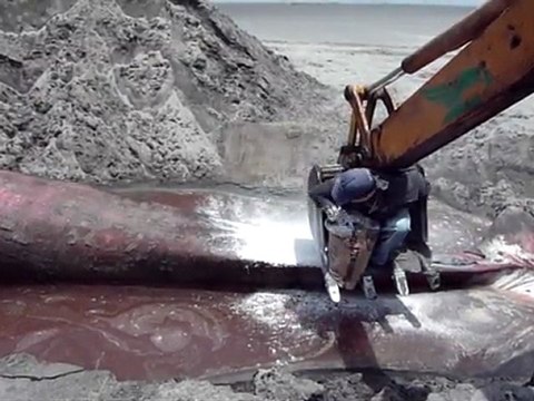 Salvadoreños sepultan una ballena jorobada