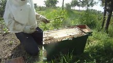 The 'Bee Busters'