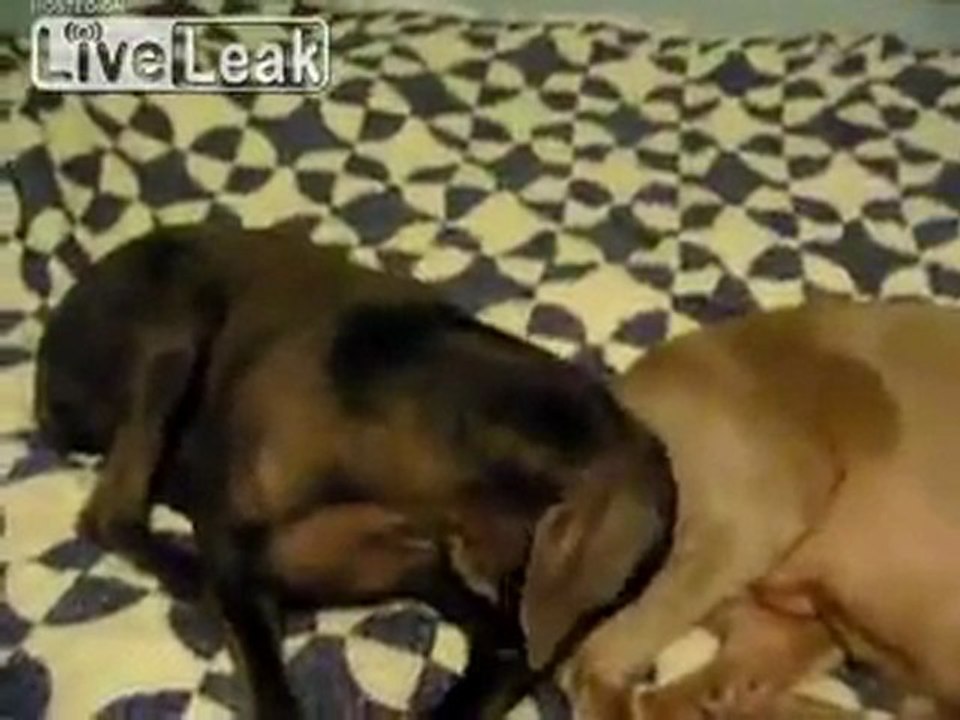 Dog Fart