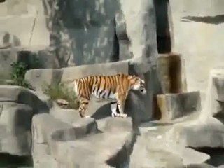 Tiger hat Angst vor nem Vogel