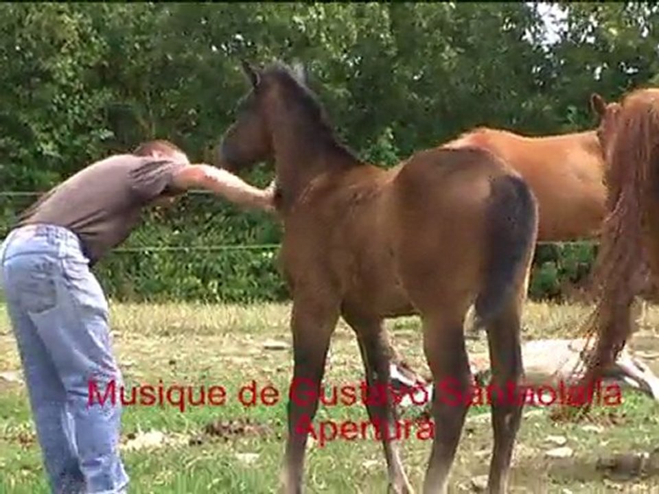 Condensé Faols 2011