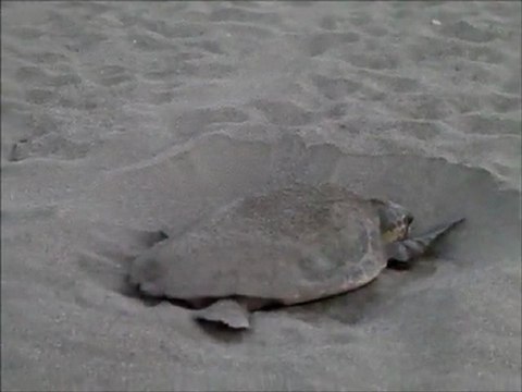Anamur: Caretta caretta, Meeresschildkröten