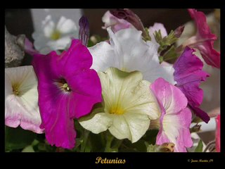 LONE STAR - QUIERO BESAR OTRA VEZ TUS LABIOS(360p_H.264-AAC)