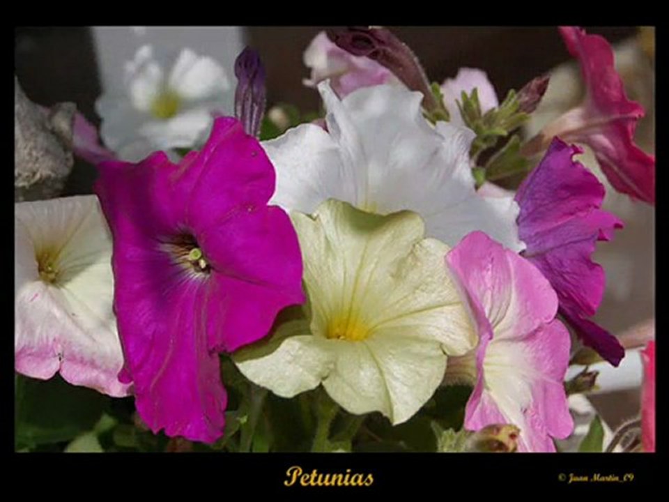 LONE STAR - QUIERO BESAR OTRA VEZ TUS LABIOS(360p_H.264-AAC)