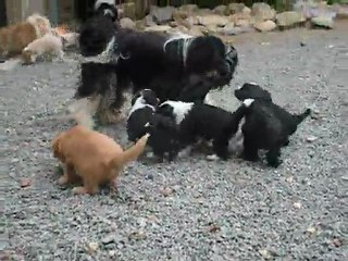 Sortie des bébés au grand air!