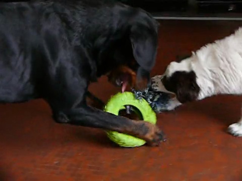 cayenne et simba 2
