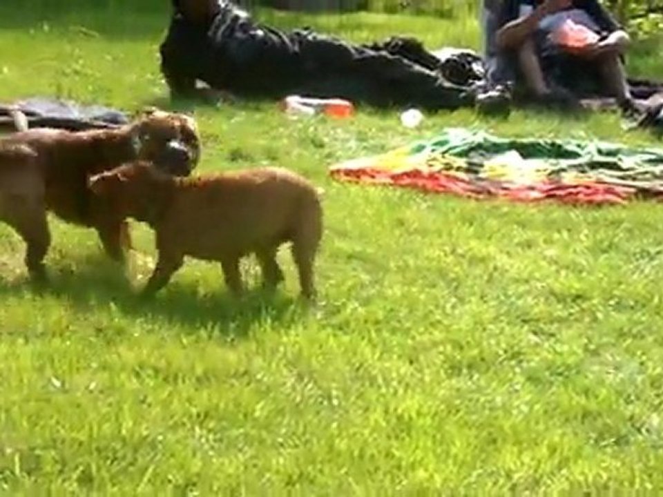 Course poursuite dans le jardin