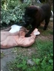 j'aime pas les peluches