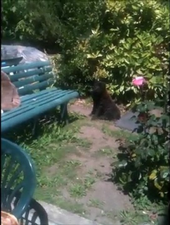 Moi aussi je sais aboyer