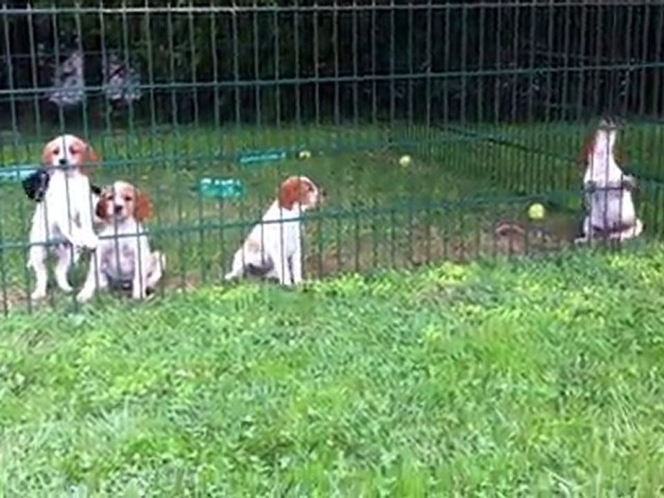 chiots epagneul breton