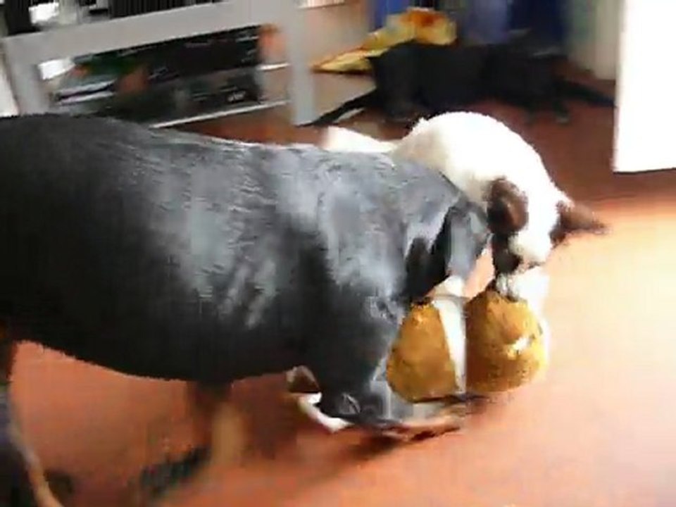 cayenne et simba 3