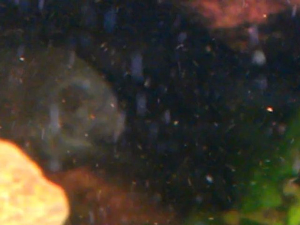 VIDEO0028
