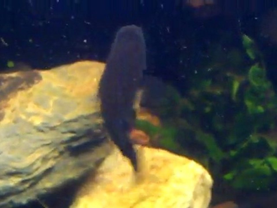 VIDEO0031