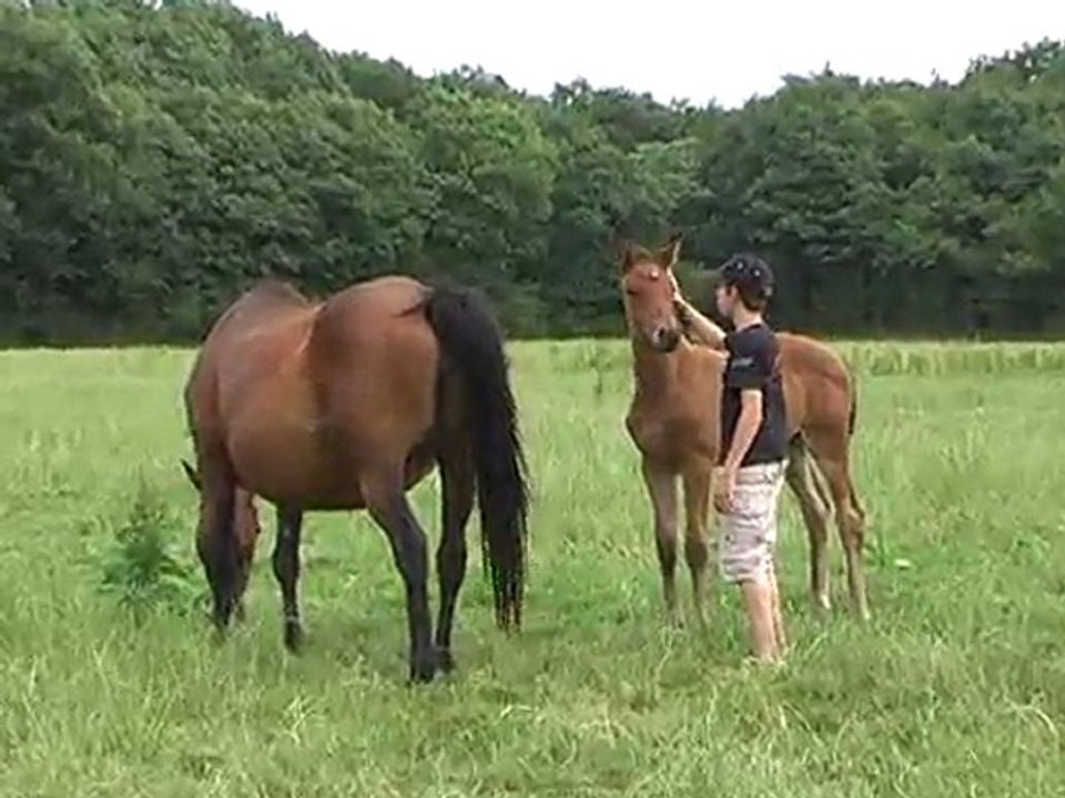 Bravecoeur